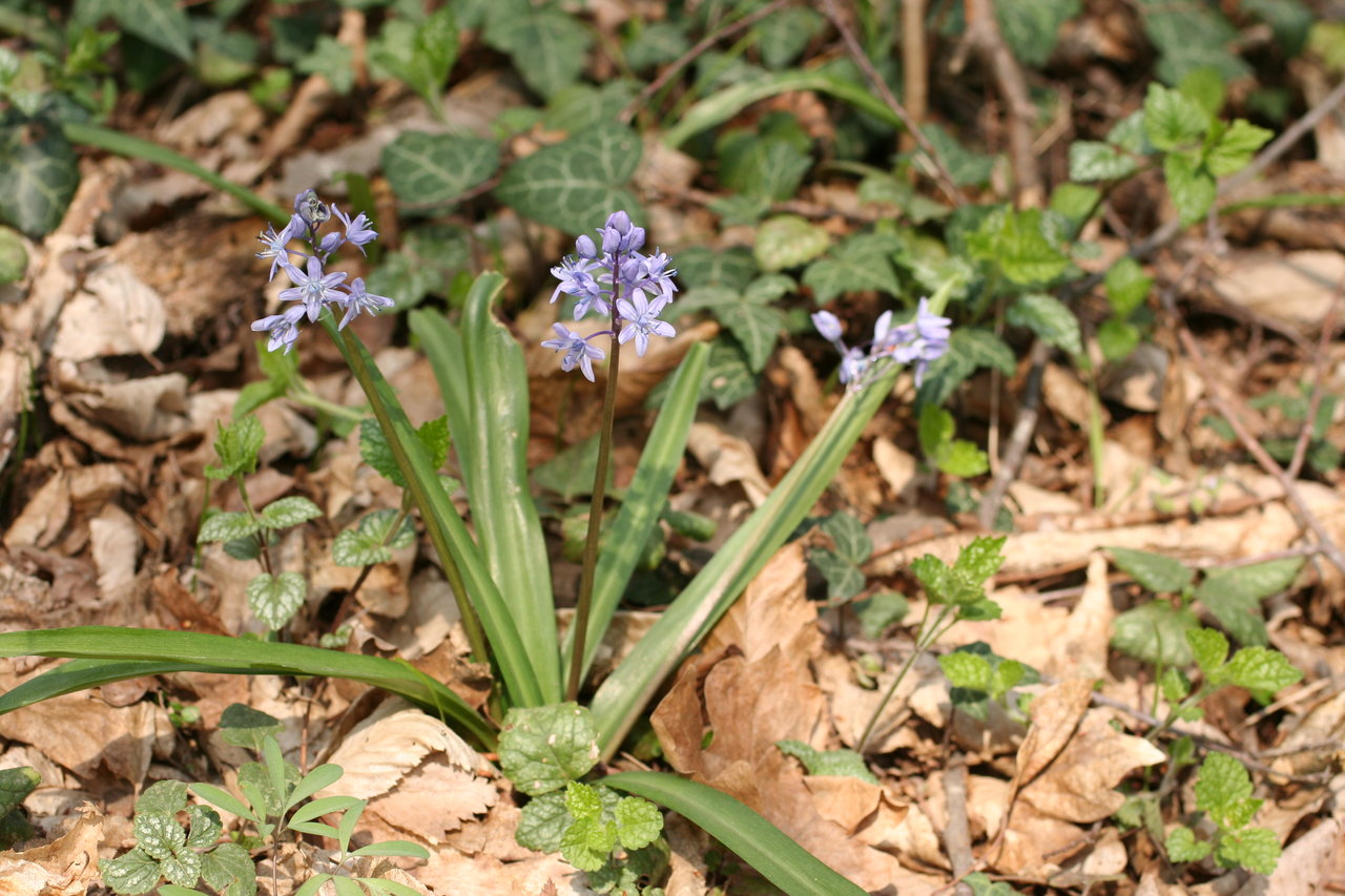 Изображение особи Scilla bithynica.