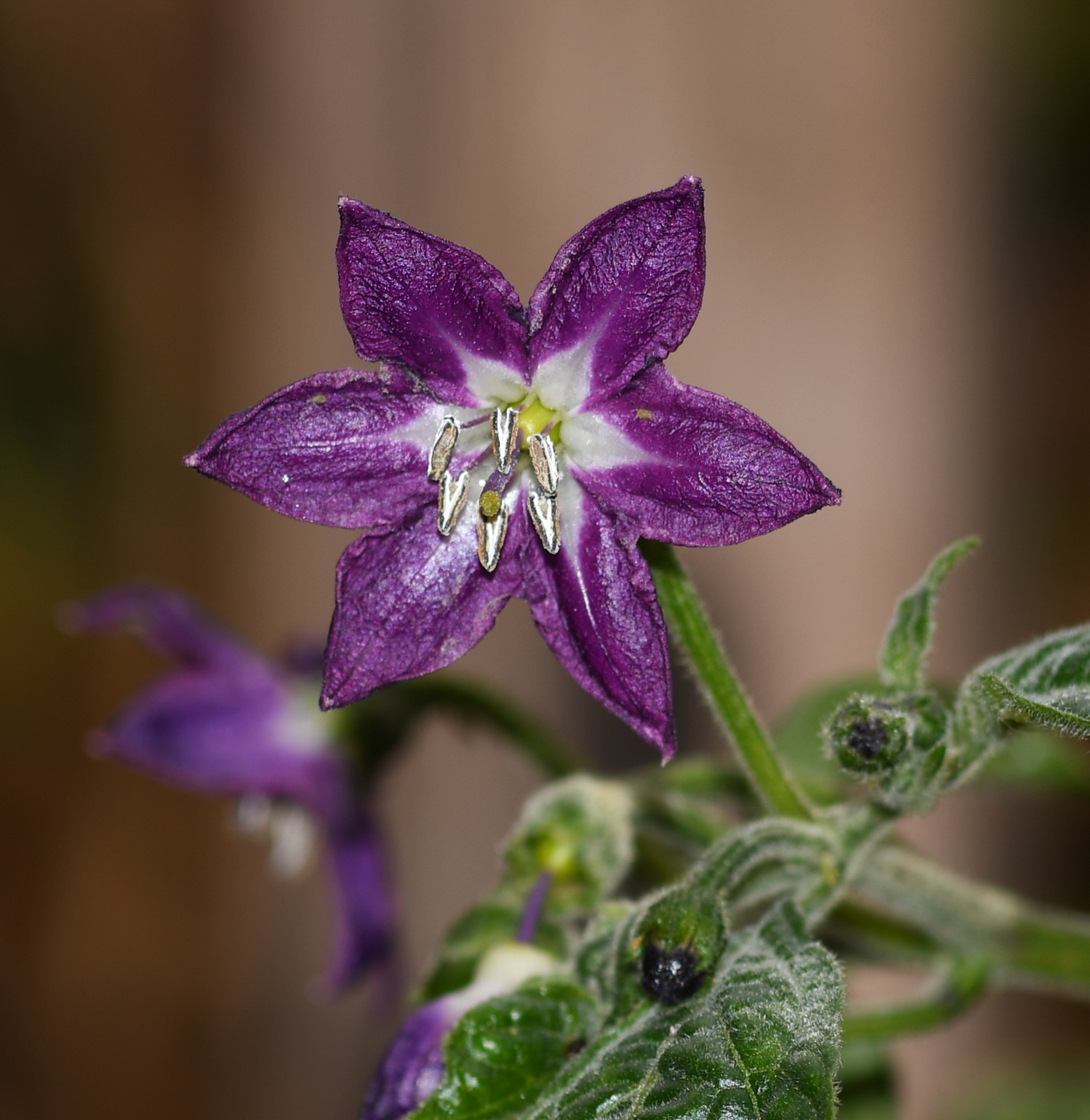 Image of Capsicum pubescens specimen.