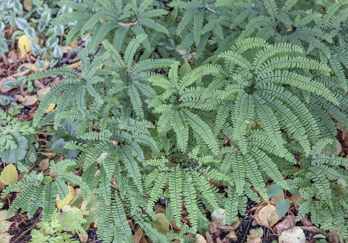 Image of Adiantum pedatum specimen.