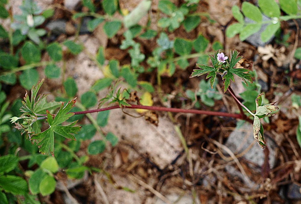 Image of Geranium sibiricum specimen.