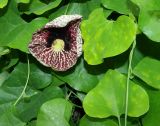 genus Aristolochia