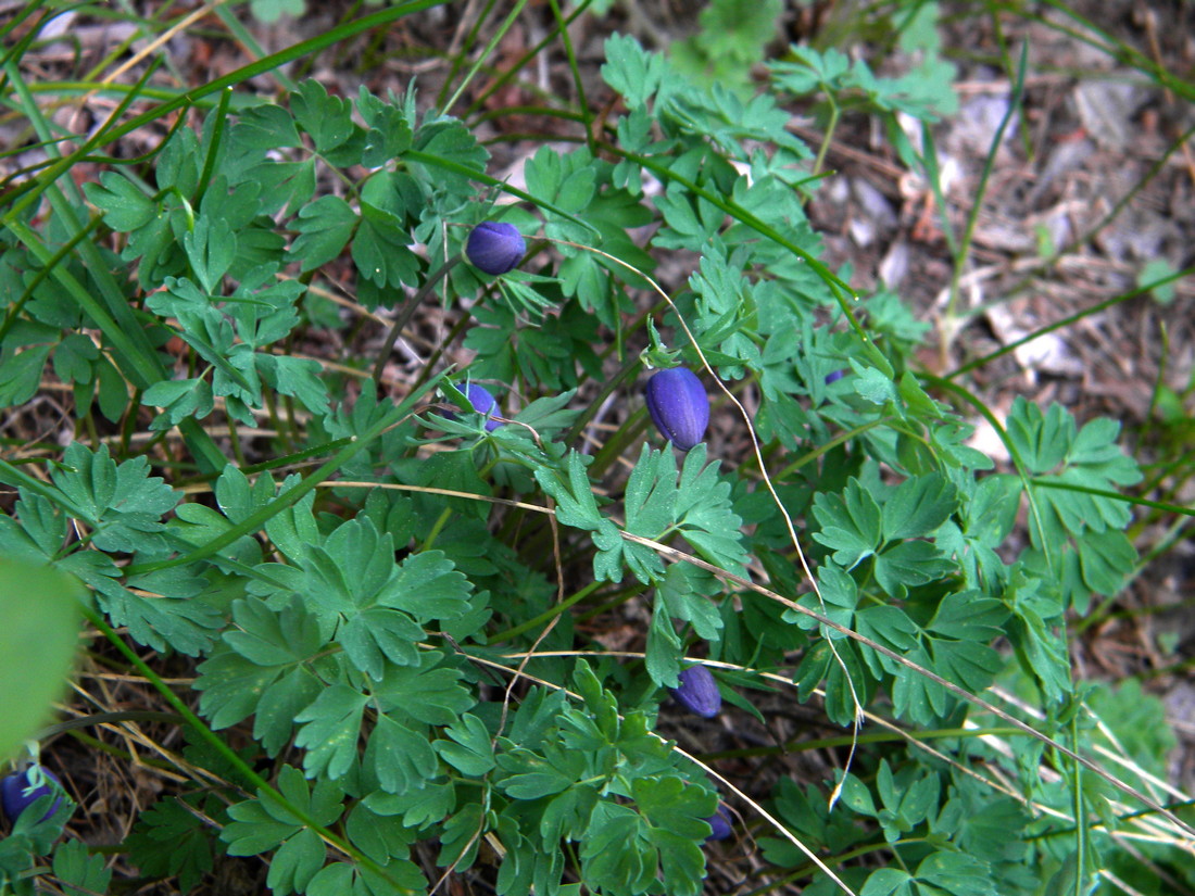 Image of Paraquilegia microphylla specimen.