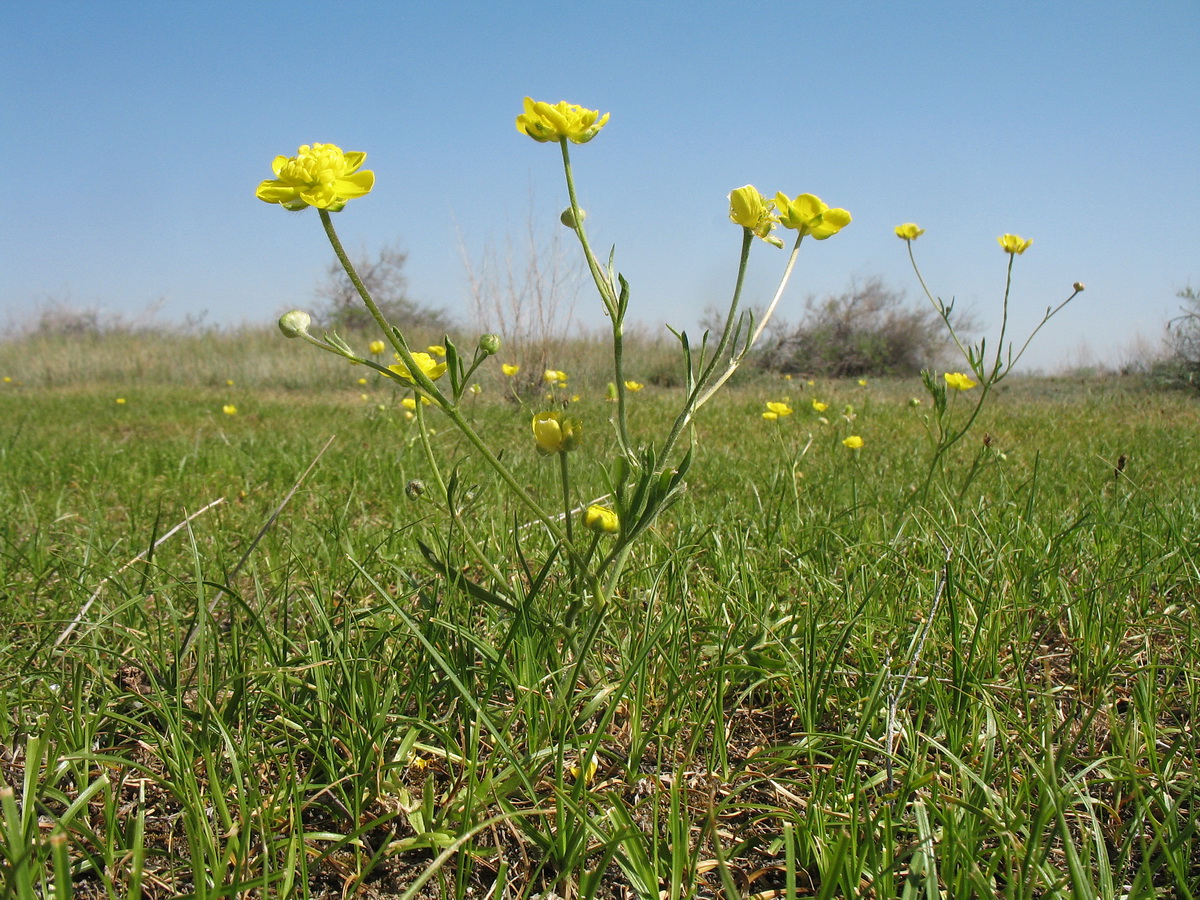 Изображение особи Ranunculus regelianus.