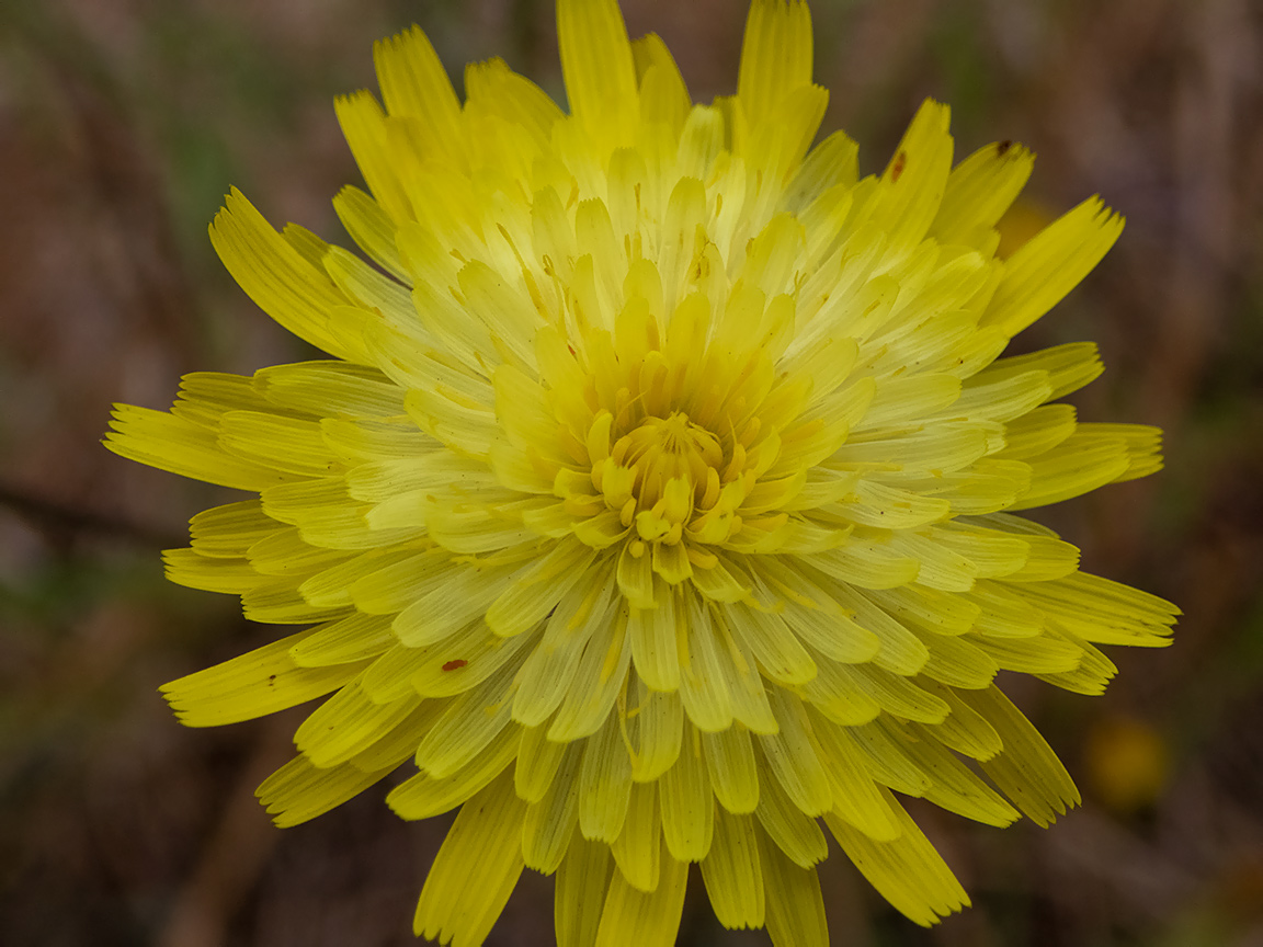 Изображение особи Crepis rhoeadifolia.