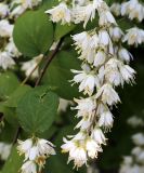 genus Deutzia