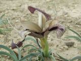 Iris acutiloba