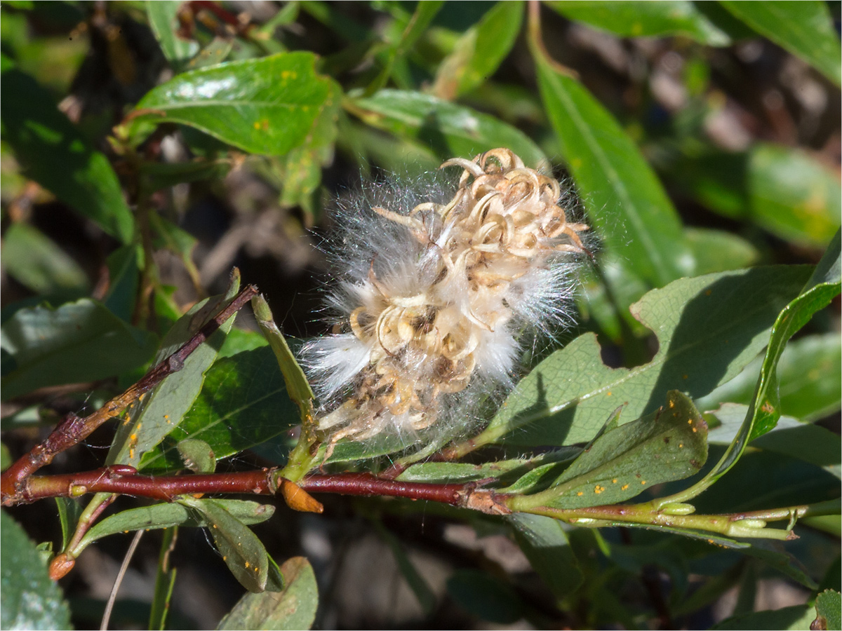 Image of Salix phylicifolia specimen.