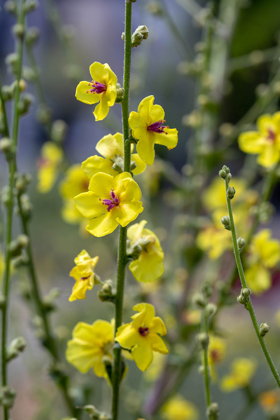 Изображение особи Verbascum sinuatum.