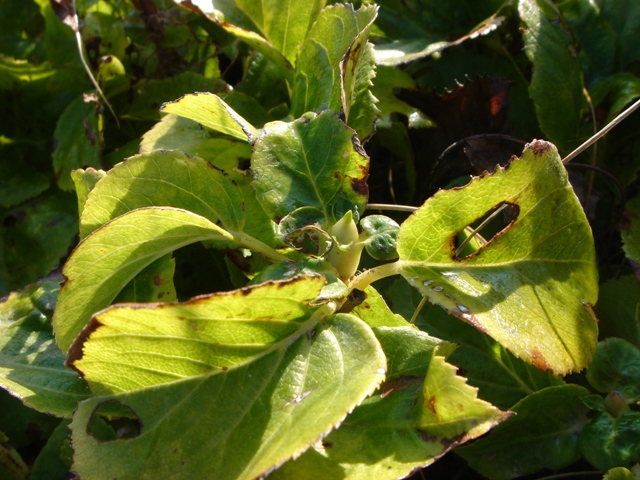 Изображение особи Hydrangea petiolaris.