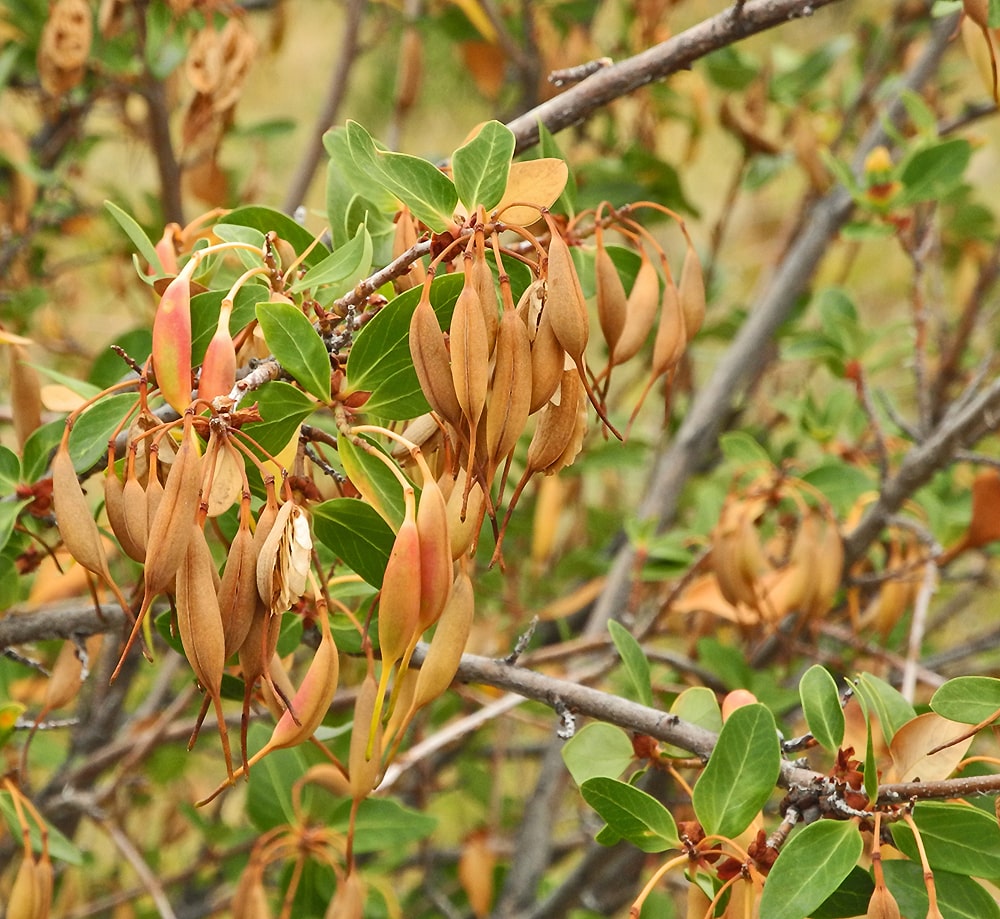 Image of Embothrium coccineum specimen.