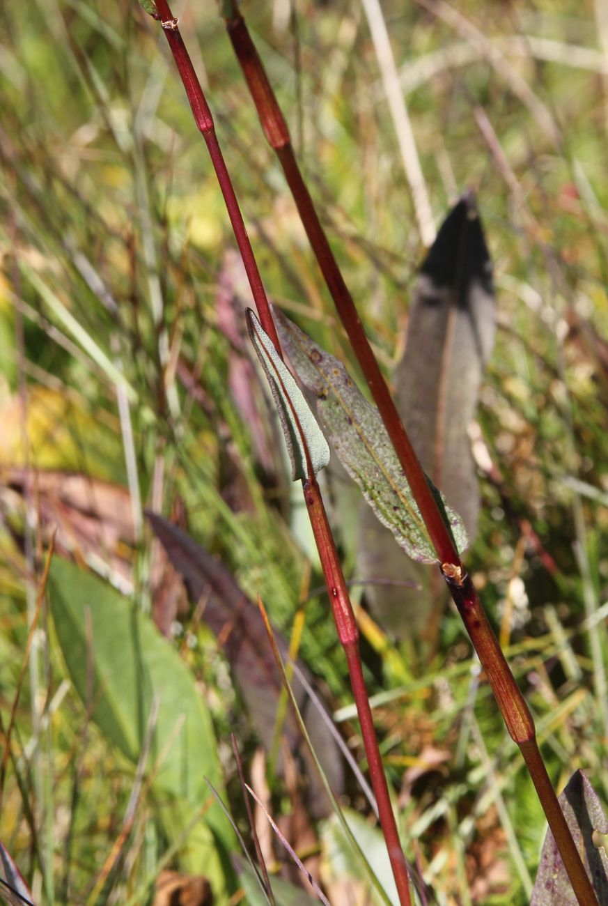 Image of genus Bistorta specimen.