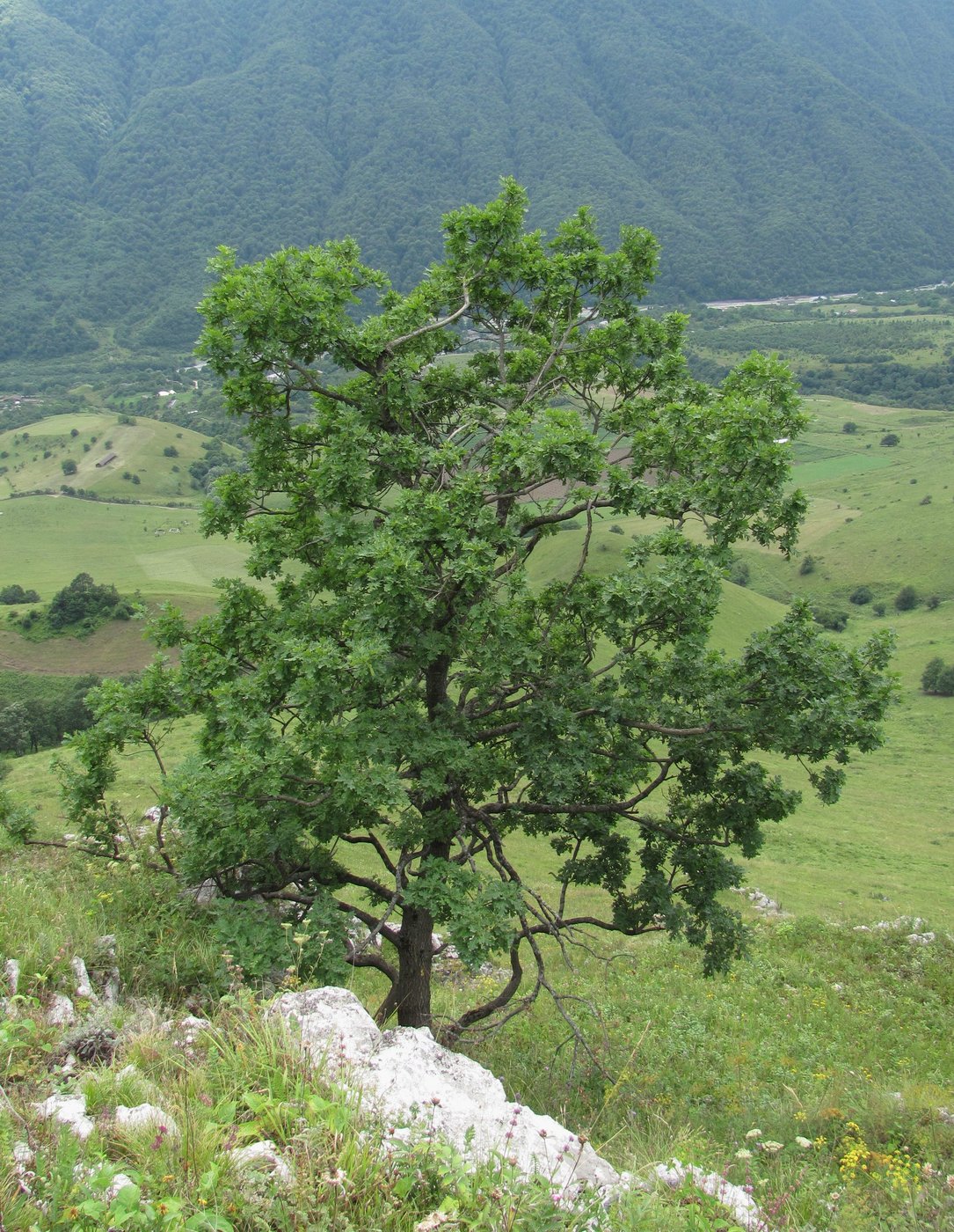 Изображение особи Quercus robur.