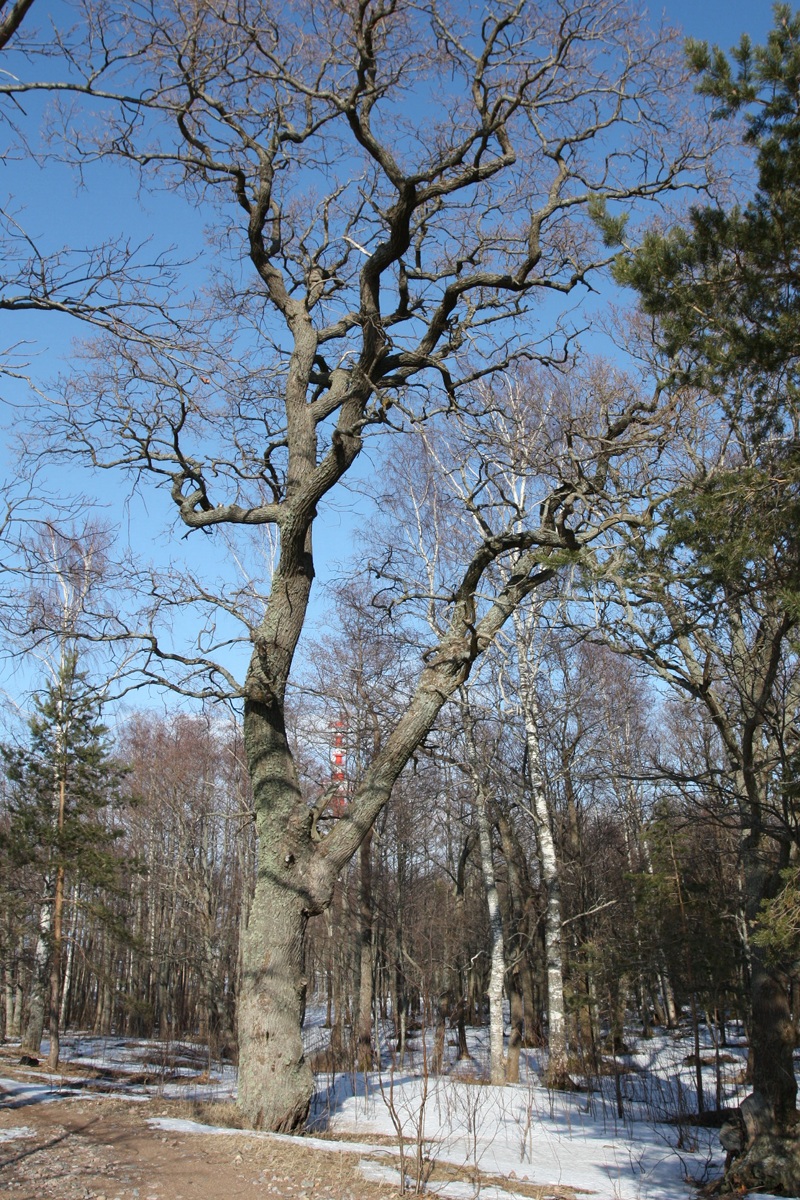 Изображение особи Quercus robur.