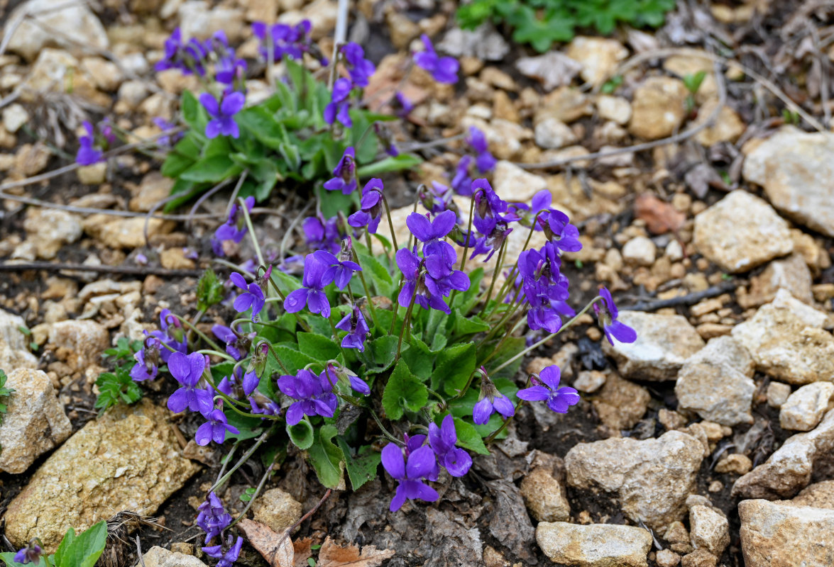 Image of genus Viola specimen.