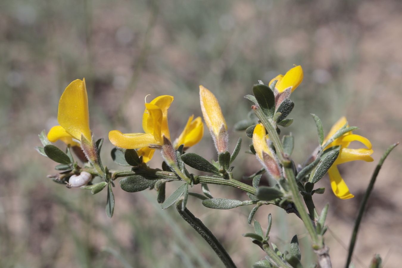 Image of Genista juzepczukii specimen.