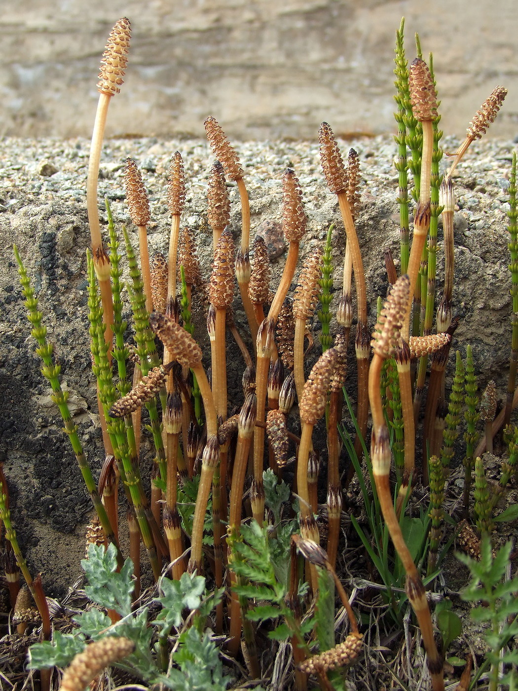 Image of Equisetum arvense specimen.