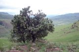 Protea roupelliae. Цветущее растение. ЮАР, Драконовы горы, Mkhomazi Wilderness area, хр. между ручьями Kwantuba и Mkomazi, альпийский луг. 08.01.2008.