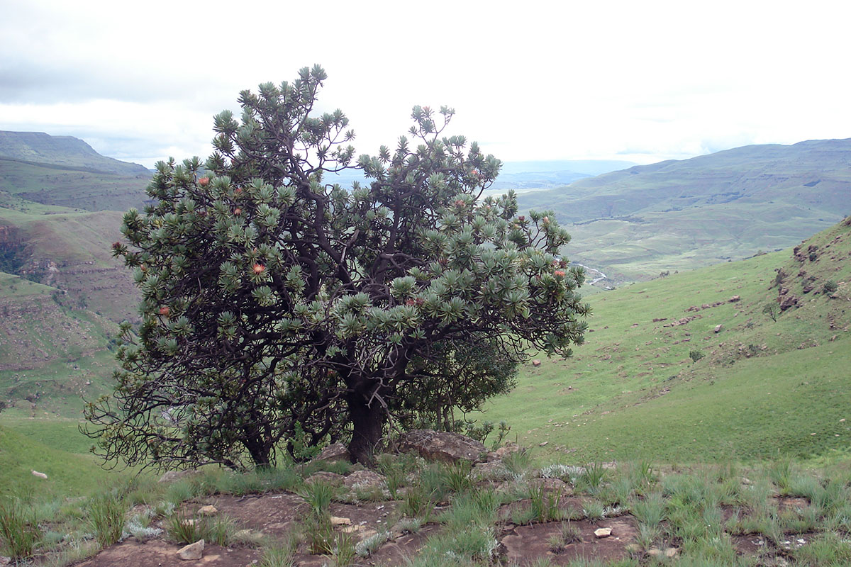 Image of Protea roupelliae specimen.