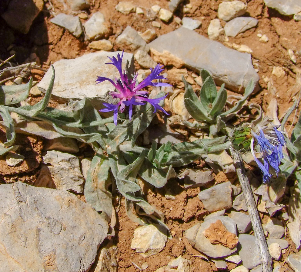 Изображение особи Centaurea cyanoides.