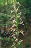 Himantoglossum caprinum