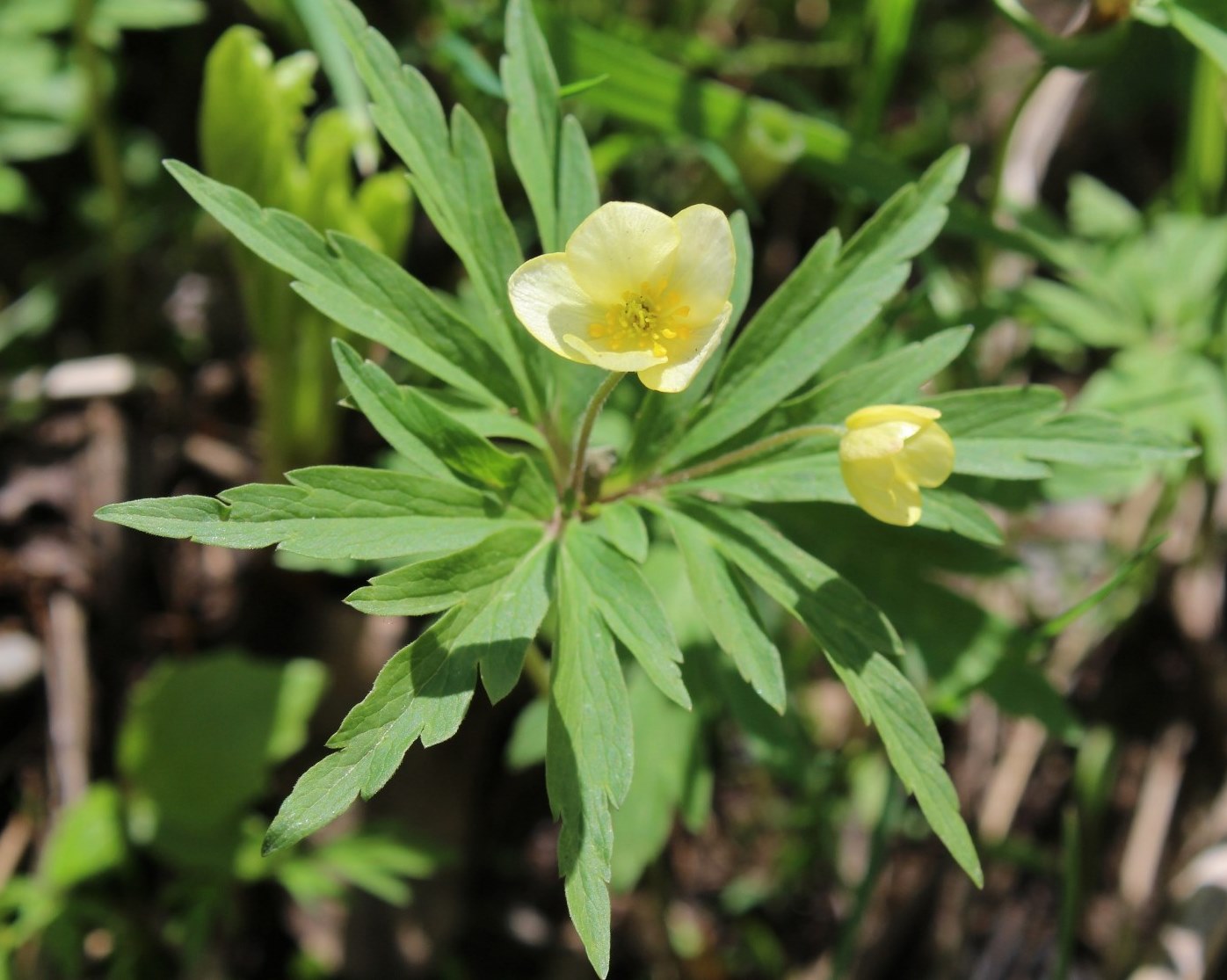 Image of Anemone uralensis specimen.