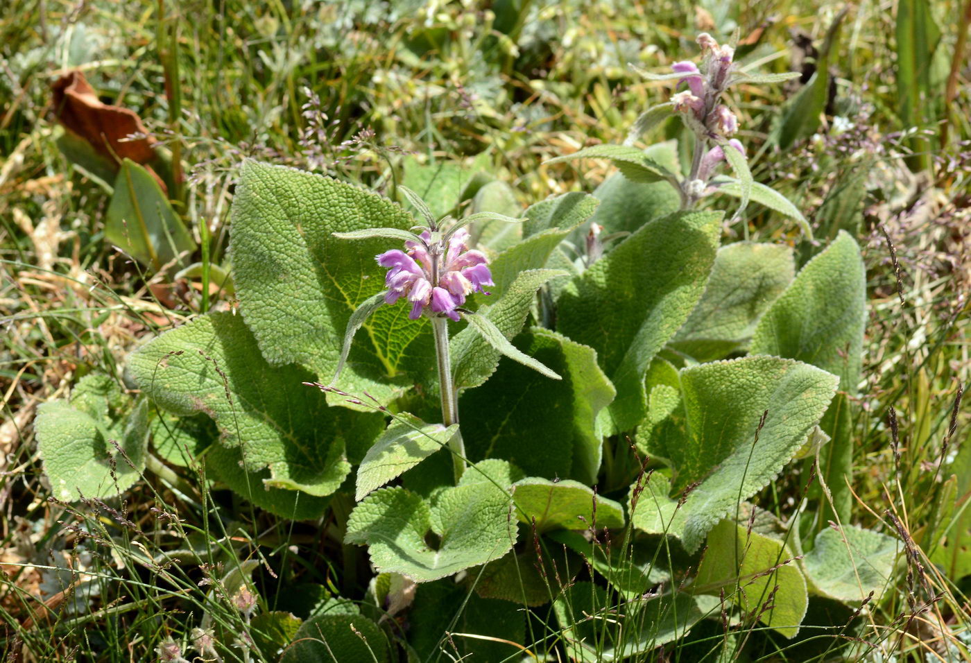 Изображение особи Phlomoides oreophila.