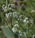 Galium physocarpum. Соцветие с завязавшимися плодами. Пермский край, Оханский р-н, Тулумбаихинское сельское поселение, Кунчурихинский бор, смешанный лес. 14.08.2022.