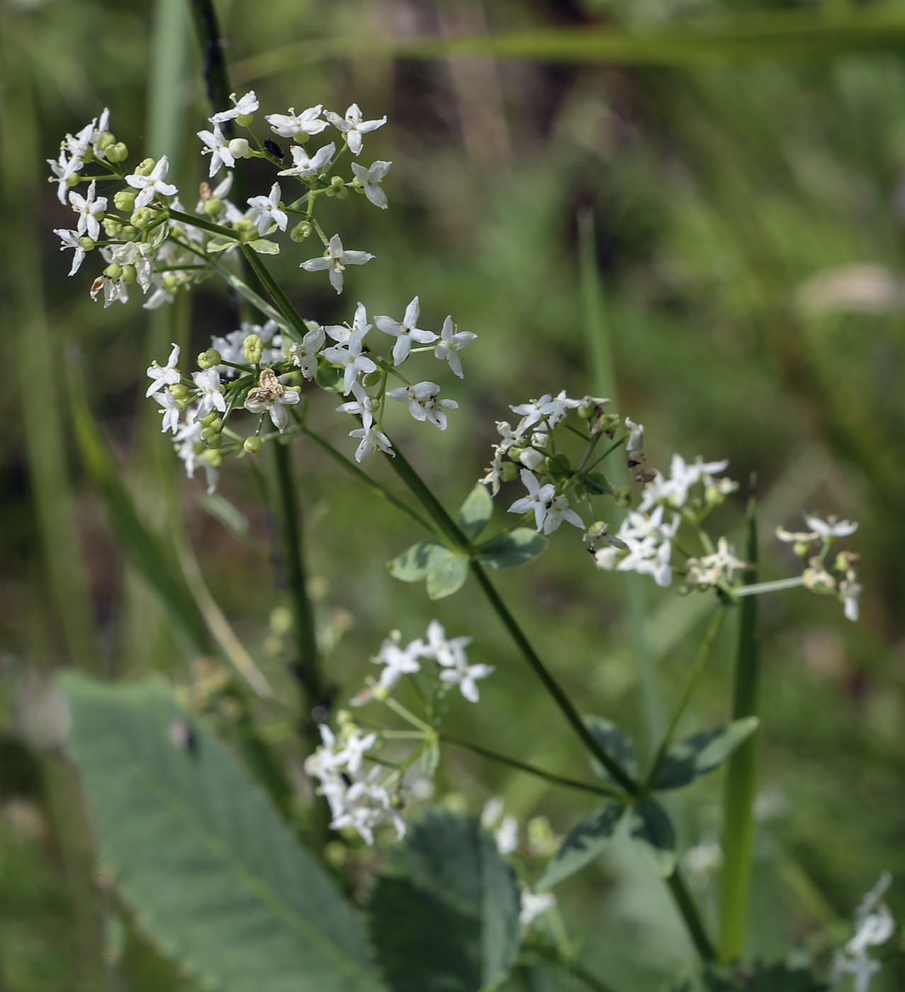 Изображение особи Galium physocarpum.