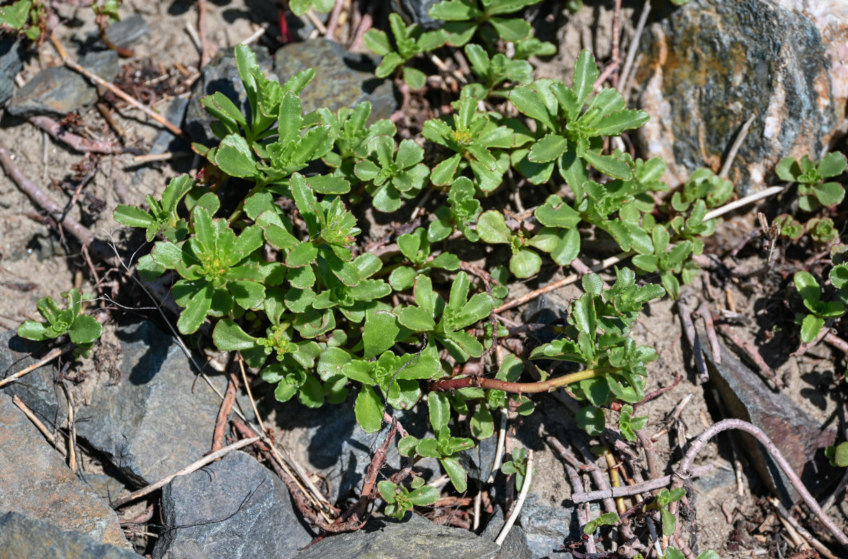 Изображение особи Aizopsis hybrida.