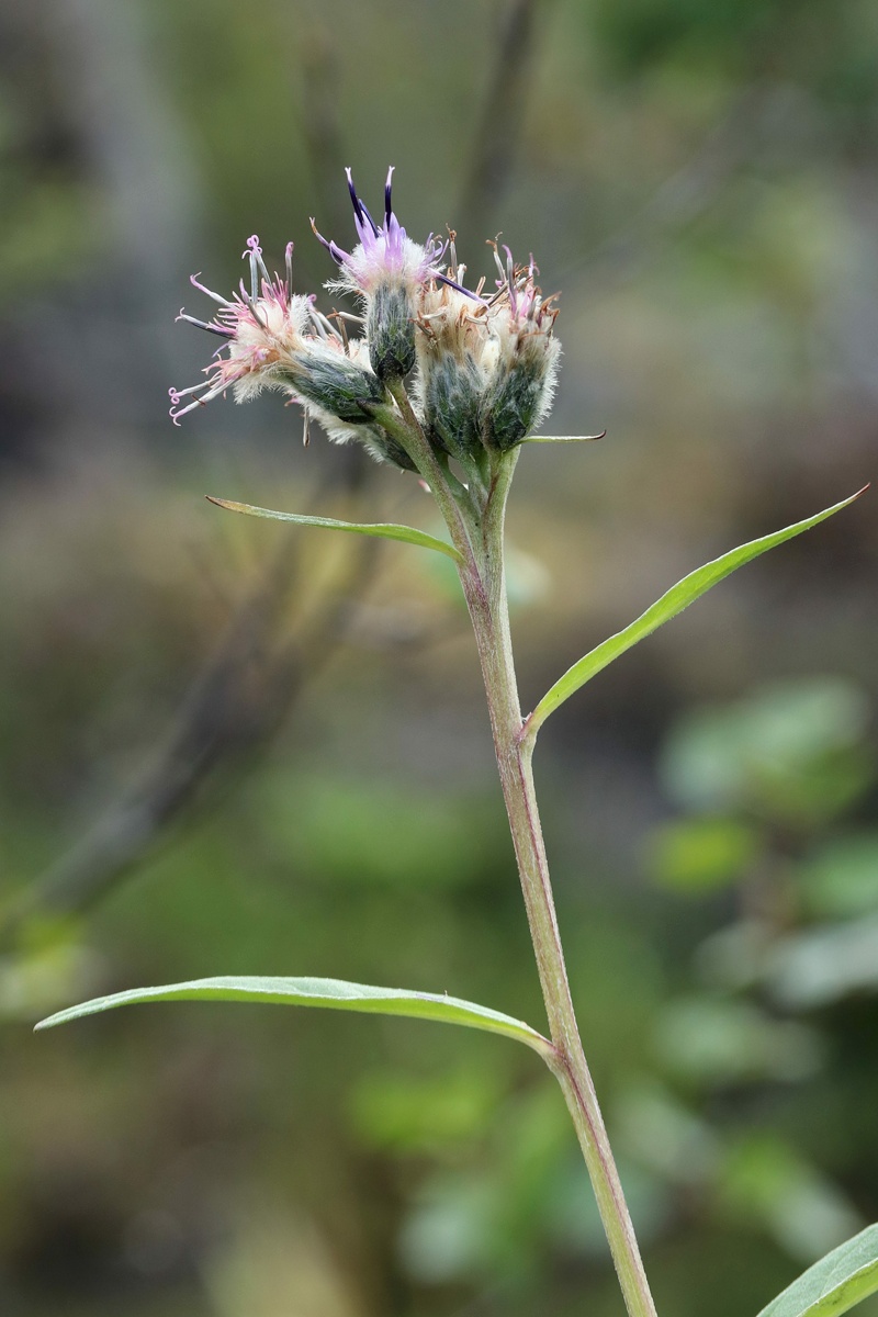 Image of Saussurea alpina specimen.