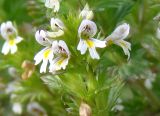 genus Euphrasia. Часть соцветия. Якутия, Мирнинский р-н, окр. пос. Светлый. 20.08.2008.