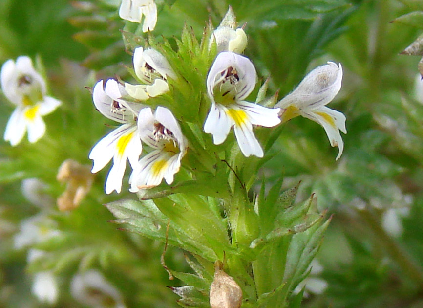 Изображение особи род Euphrasia.