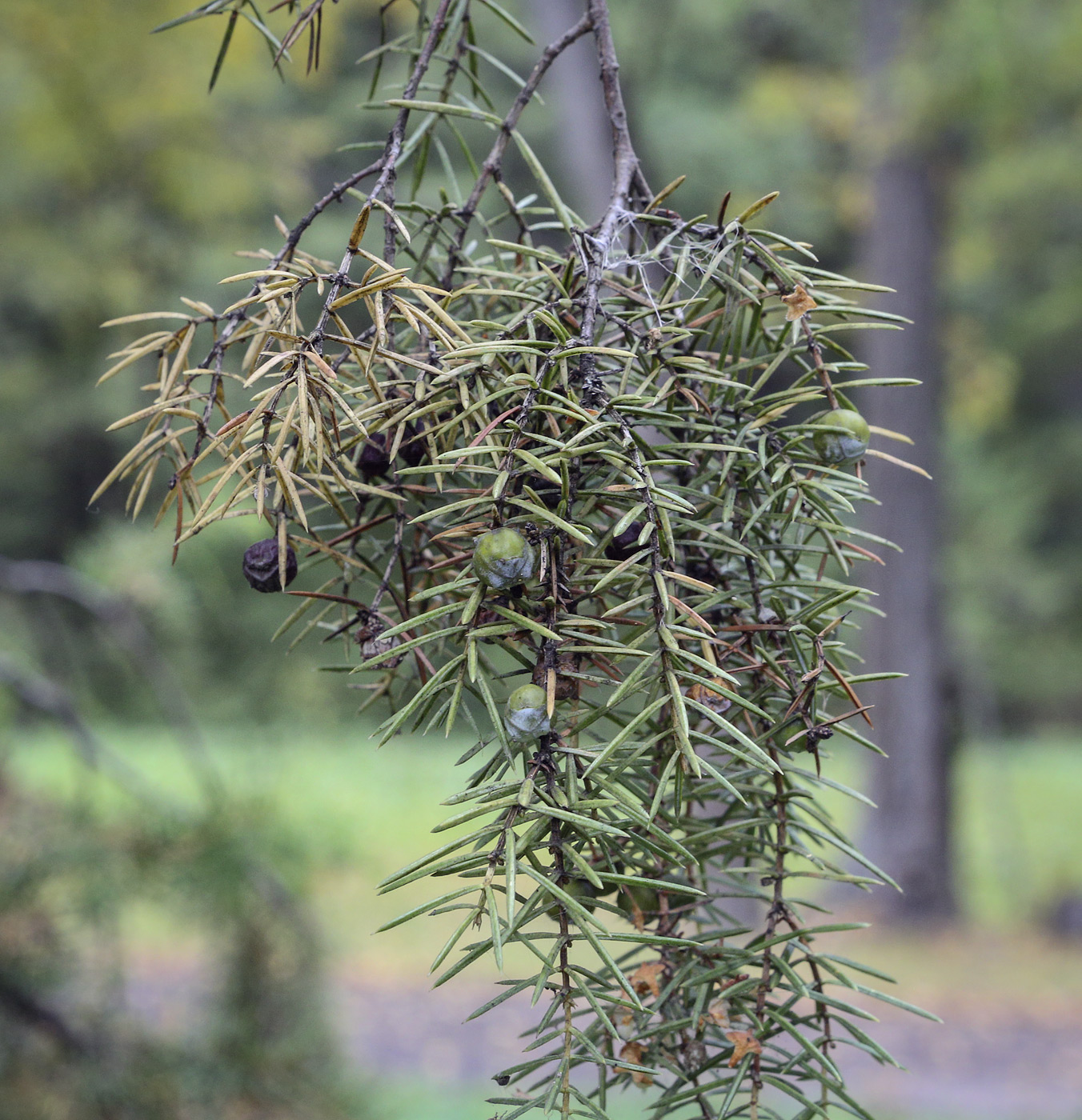 Изображение особи Juniperus rigida.