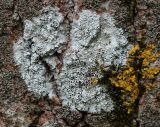 genus Lecanora. Таллом с апотециями в сообществе с Xanthoria parietina и мхом. Московская обл., Одинцовский р-н, окр. г. Кубинка, на стволе старой осины (Populus tremula). 08.05.2022.