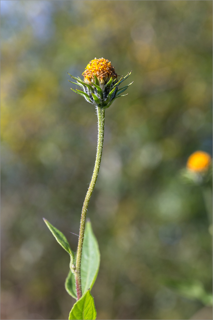 Image of Helianthus tuberosus specimen.