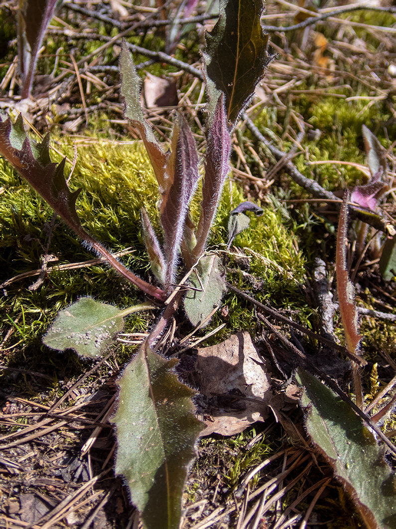 Изображение особи род Hieracium.