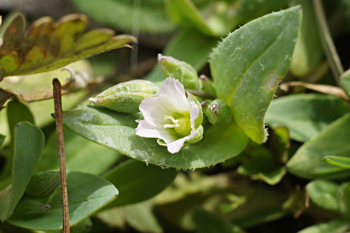 Изображение особи Holosteum umbellatum.