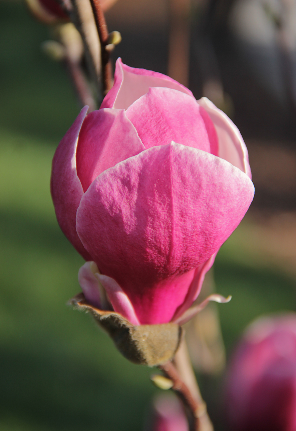 Image of Magnolia &times; soulangeana specimen.