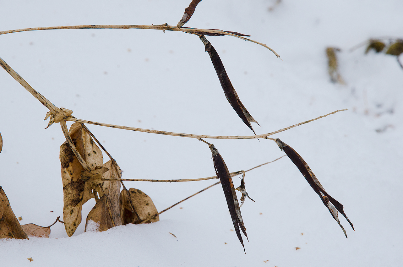 Image of genus Lathyrus specimen.