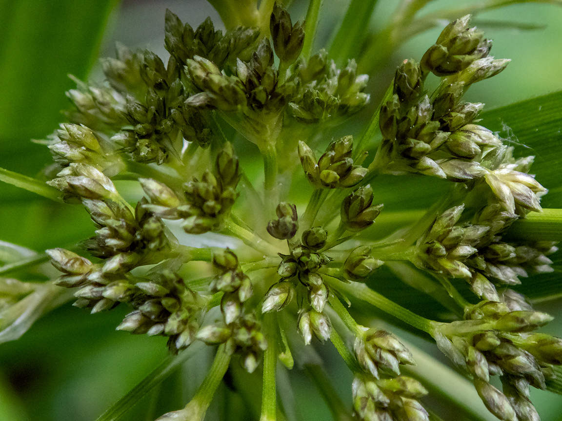 Image of Scirpus sylvaticus specimen.