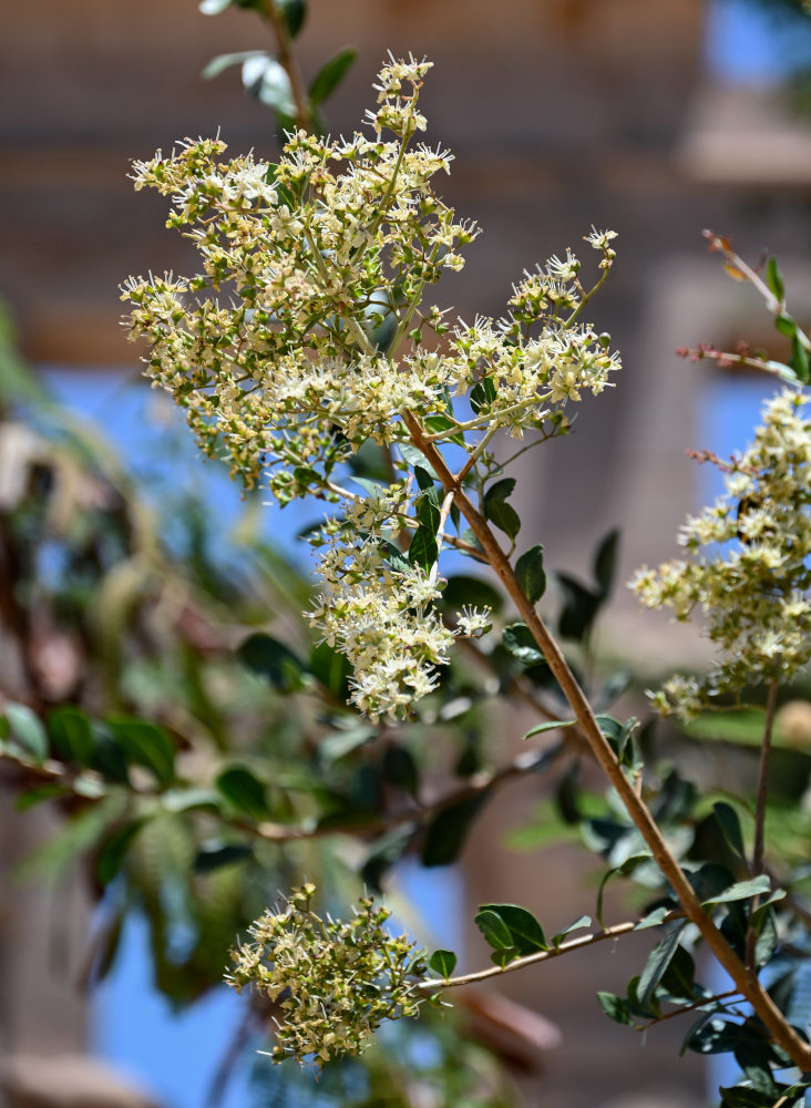 Image of Lawsonia inermis specimen.