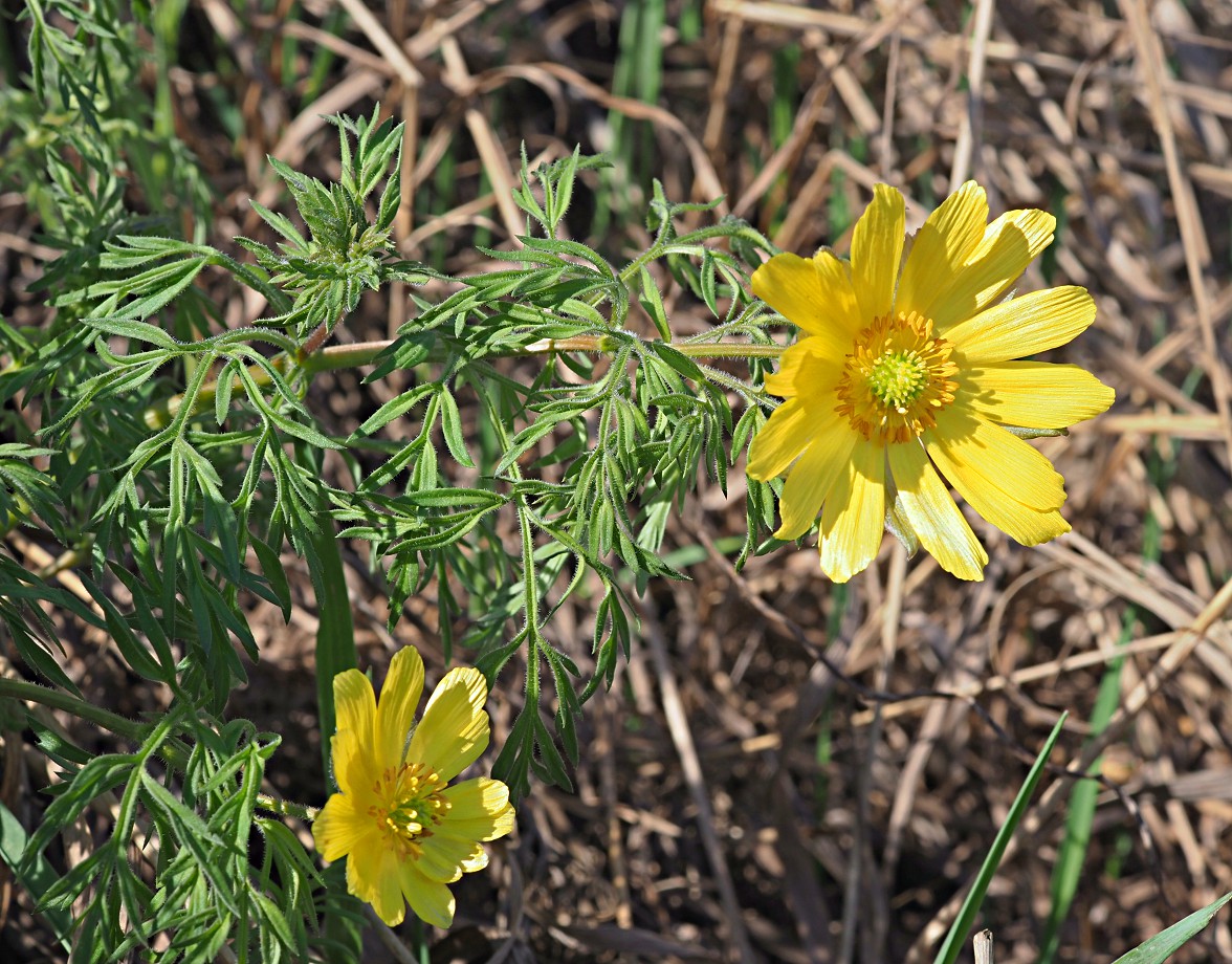 Image of Adonis volgensis specimen.