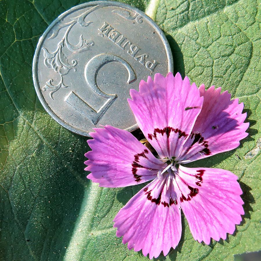 Image of Dianthus fischeri specimen.