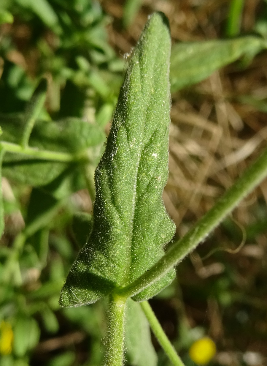 Изображение особи Pulicaria dysenterica.