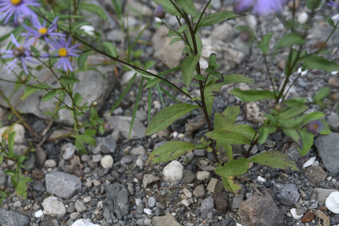 Image of Aster bessarabicus specimen.