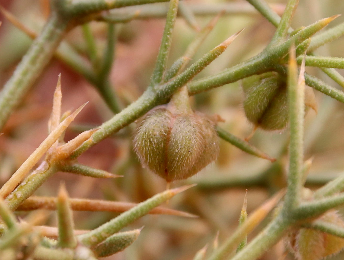 Image of Fagonia arabica specimen.