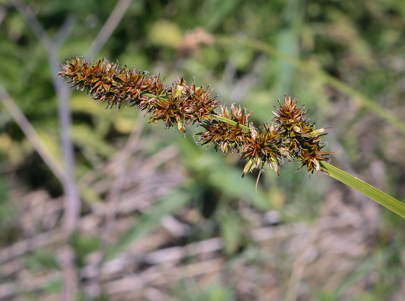 Image of Carex vulpina specimen.