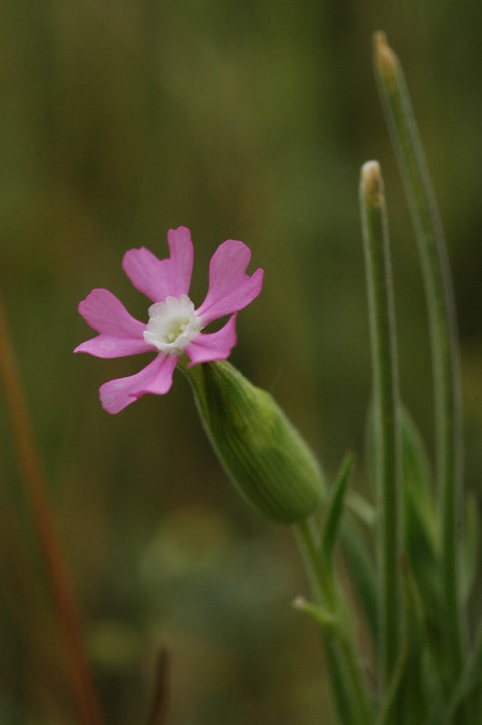 Image of Pleconax conica specimen.