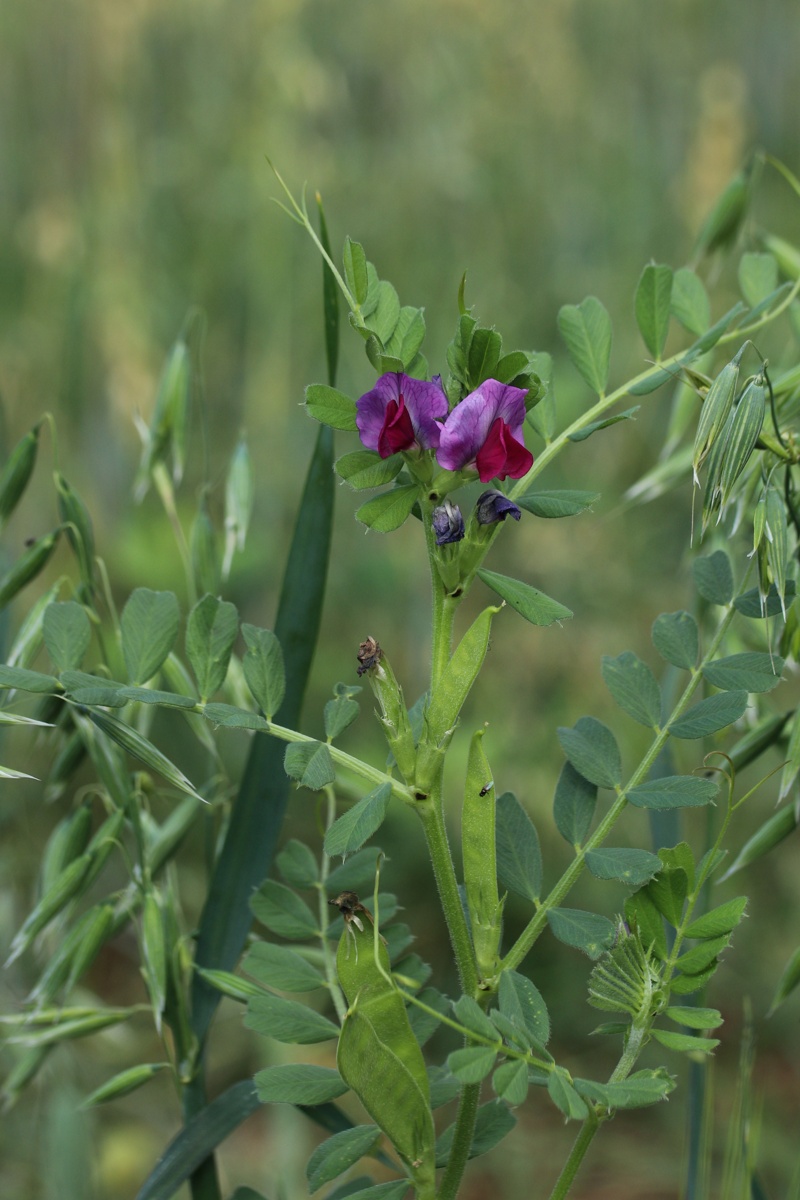 Изображение особи Vicia sativa.