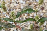 Persicaria scabra